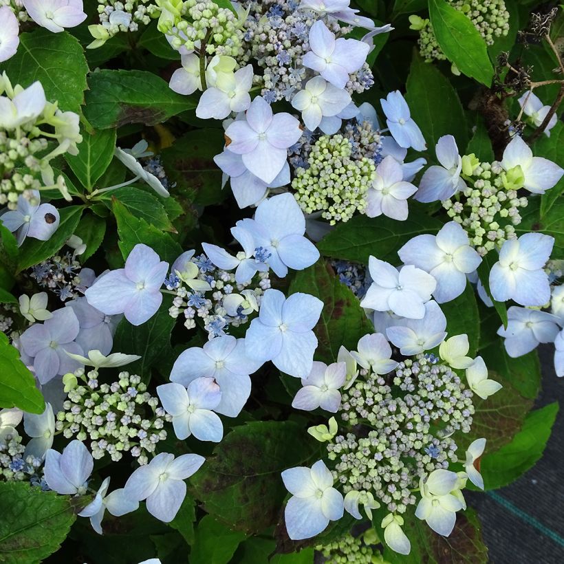 Hydrangea serrata Blue Deckle - Ortensia (Fioritura)