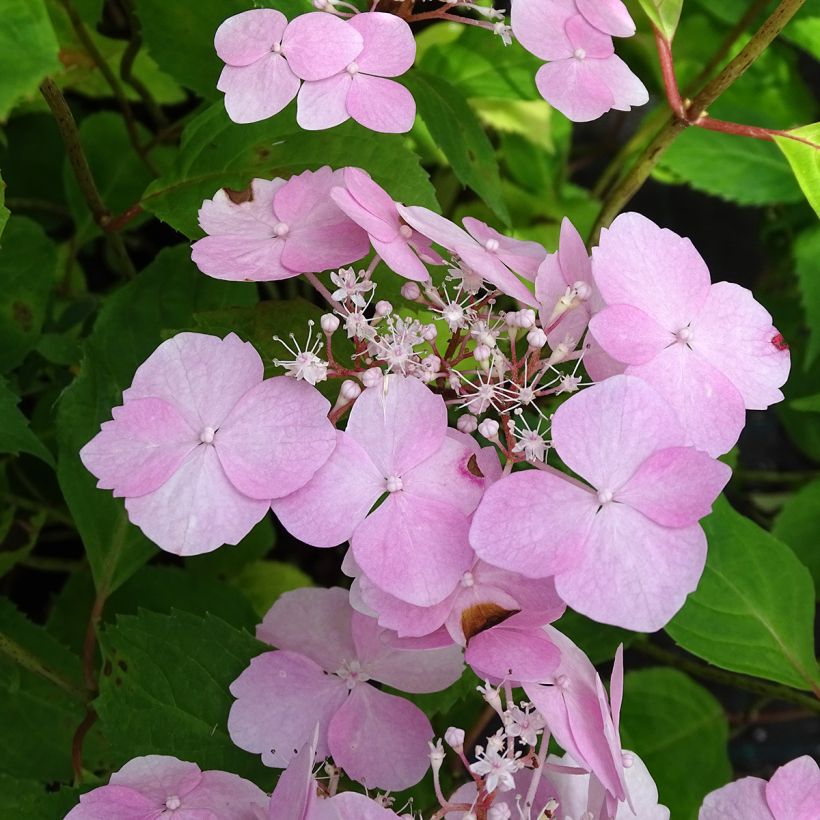 Hydrangea serrata Graciosa - Ortensia (Fioritura)