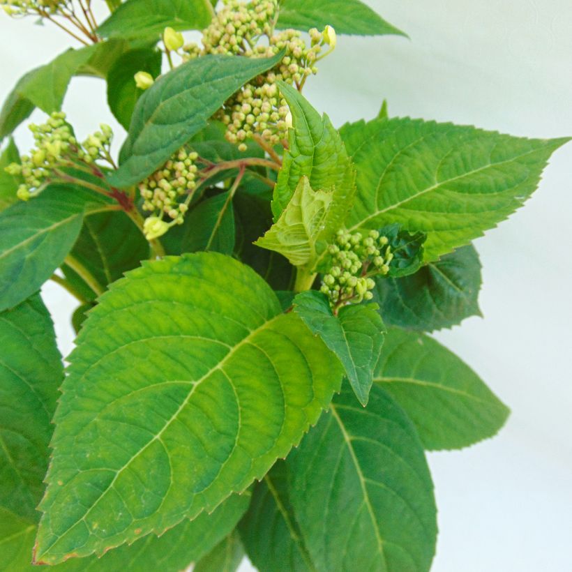 Hydrangea serrata Shojo - Ortensia (Fogliame)