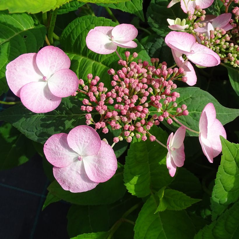 Hydrangea serrata Shojo - Ortensia (Fioritura)