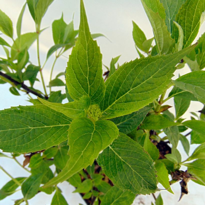 Hydrangea serrata Tiara - Ortensia (Fogliame)