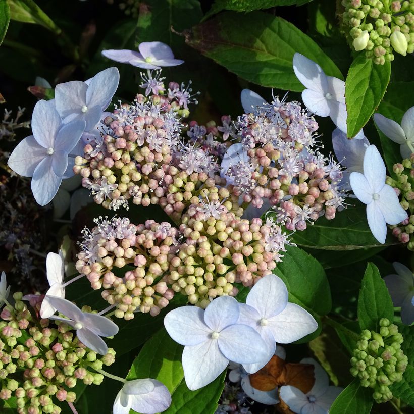 Hydrangea serrata Tiara - Ortensia (Fioritura)