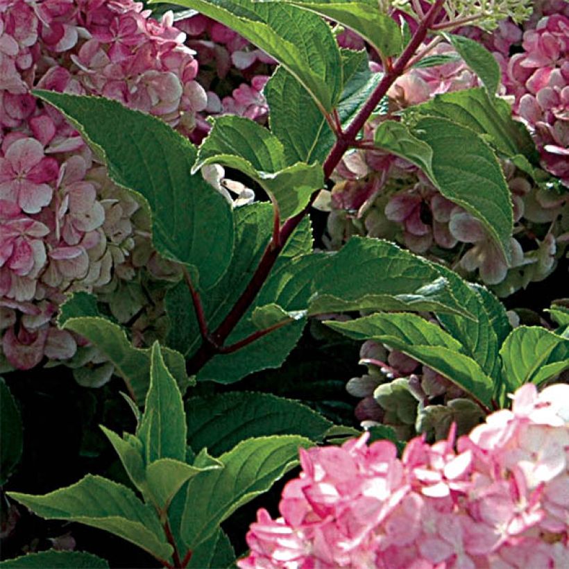 Hydrangea paniculata Vanille Fraise - Ortensia paniculata (Fogliame)