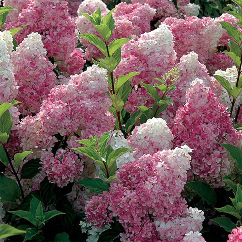 Hydrangea paniculata Vanille Fraise - Ortensia paniculata (Fioritura)