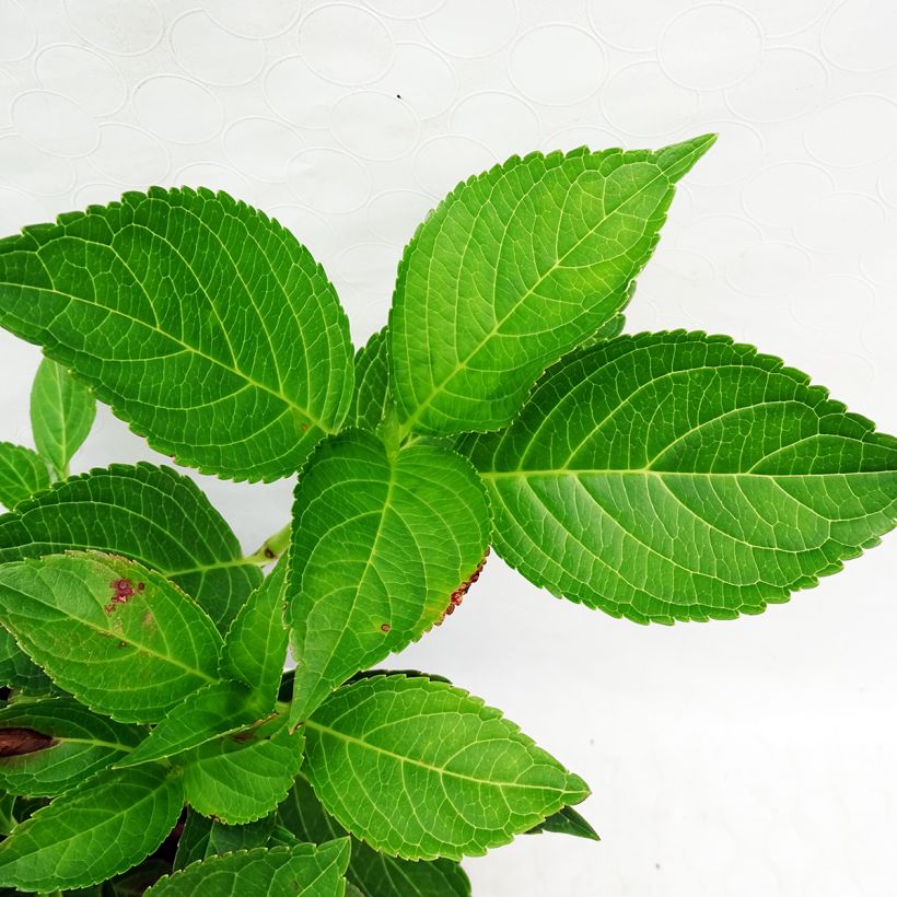 Hydrangea macrophylla Yamato - Ortensia (Fogliame)