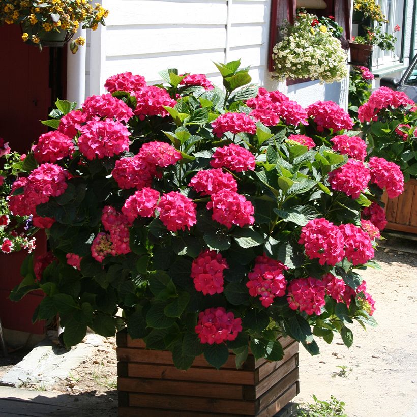 Hydrangea macrophylla King George V - Ortensia (Porto)