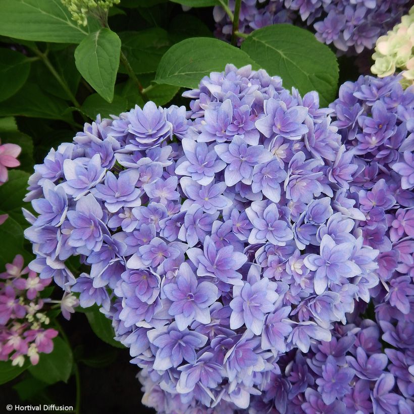 Hydrangea macrophylla Stellar Blue - Ortensia (Fioritura)