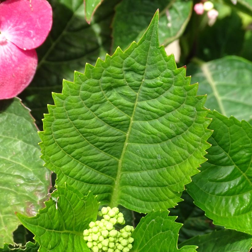 Hydrangea macrophylla Teller Red - Ortensia (Fogliame)