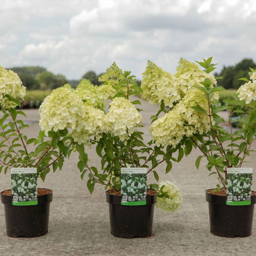 Hydrangea paniculata Polar Bear - Ortensia paniculata (Porto)