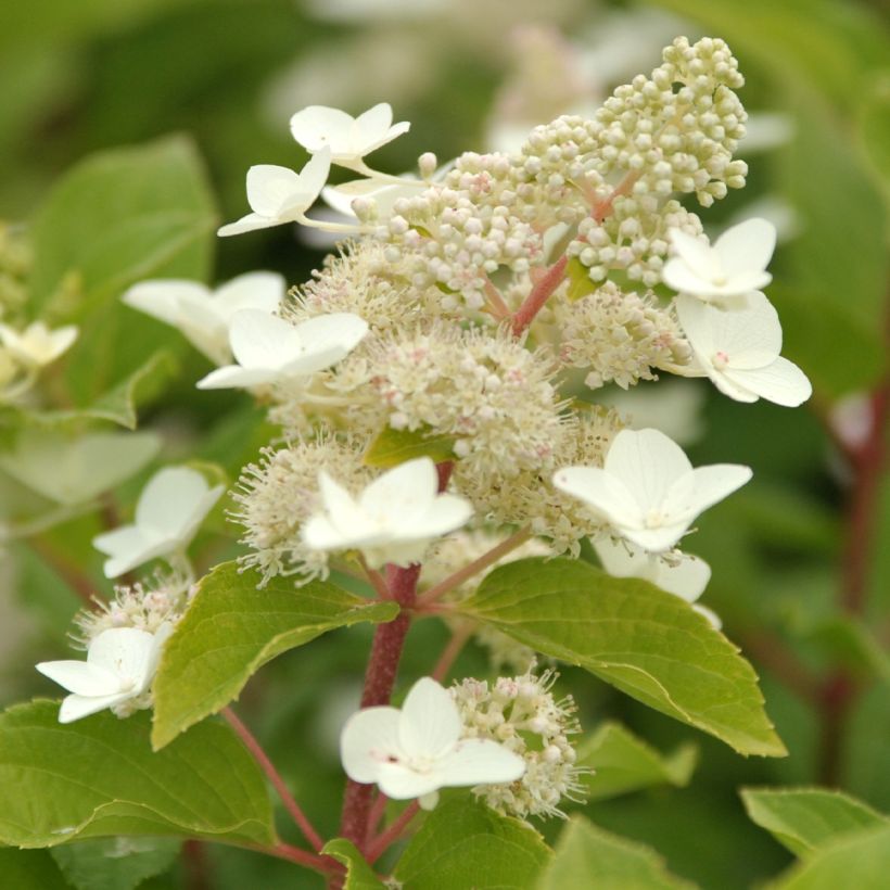 Hydrangea paniculata Tardiva - Ortensia paniculata (Fioritura)