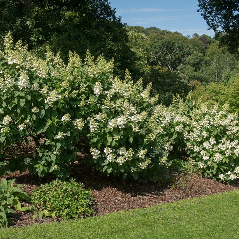 Hydrangea paniculata Tardiva - Ortensia paniculata (Porto)