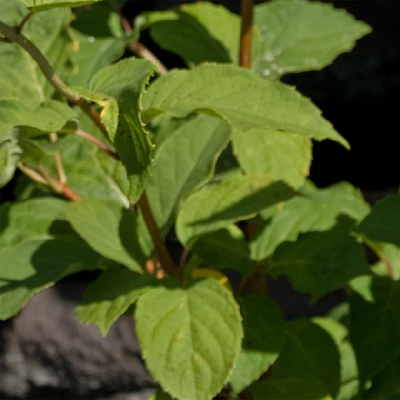 Hydrangea paniculata White Moth - Ortensia paniculata (Fogliame)