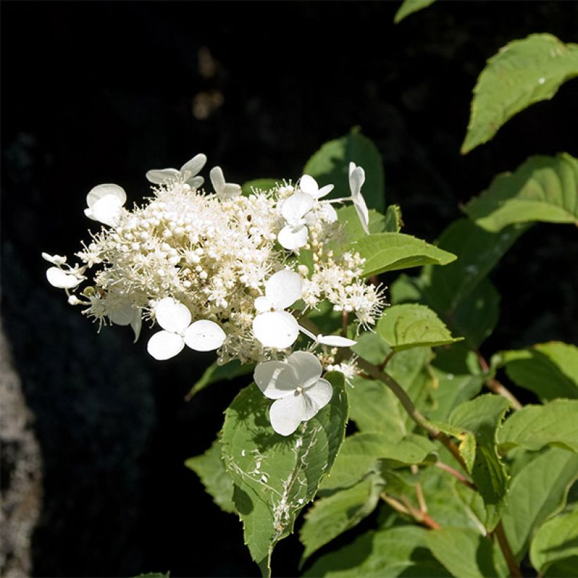 Hydrangea paniculata White Moth - Ortensia paniculata (Fioritura)