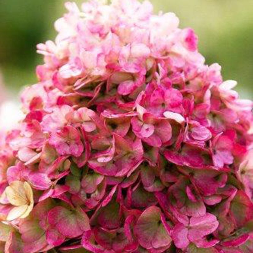 Hydrangea paniculata Living Pinky Promise - Ortensia paniculata (Fioritura)