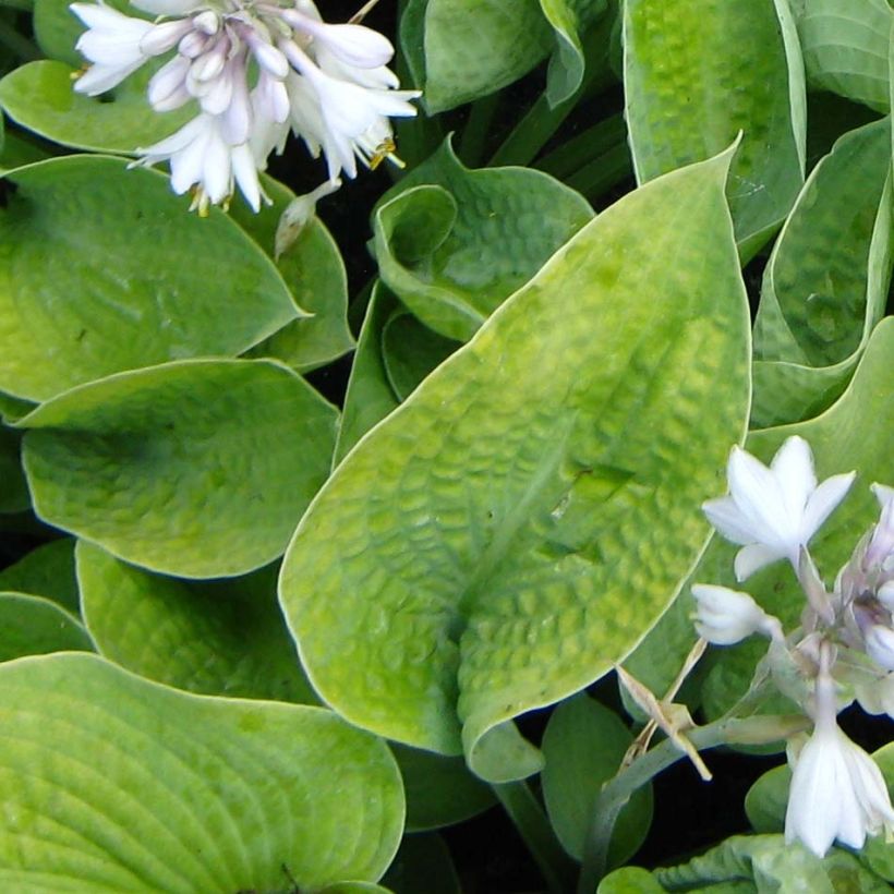 Hosta Abiqua Ariel (Fogliame)