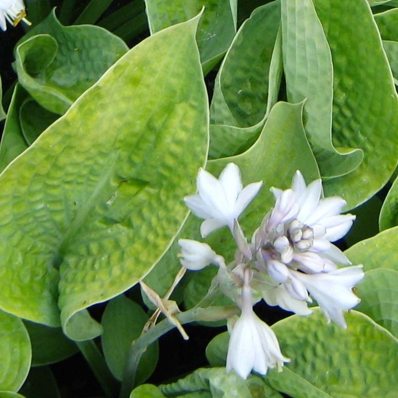 Hosta Abiqua Ariel (Fioritura)