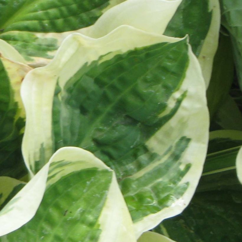 Hosta Austin Dickinson (Fogliame)