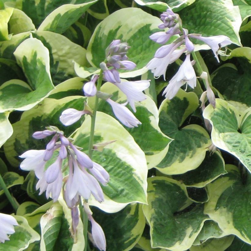 Hosta Austin Dickinson (Fioritura)