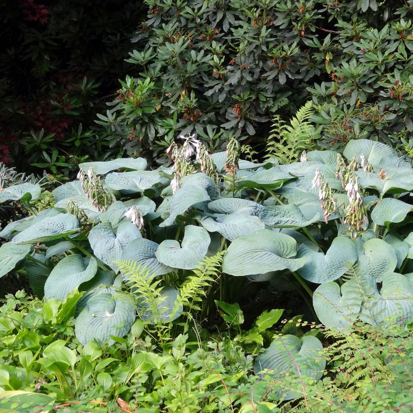 Hosta Big daddy (Porto)