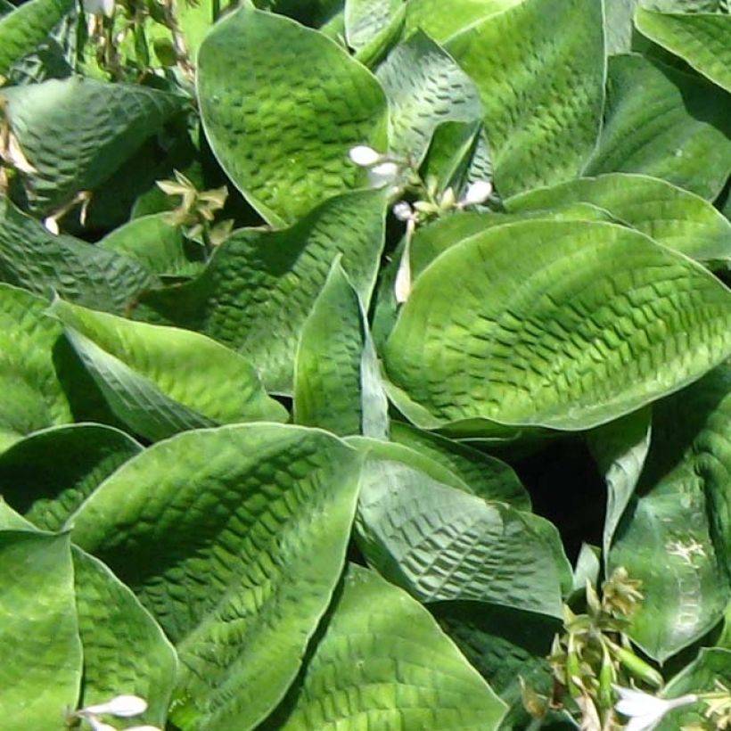 Hosta Big Mama (Fogliame)