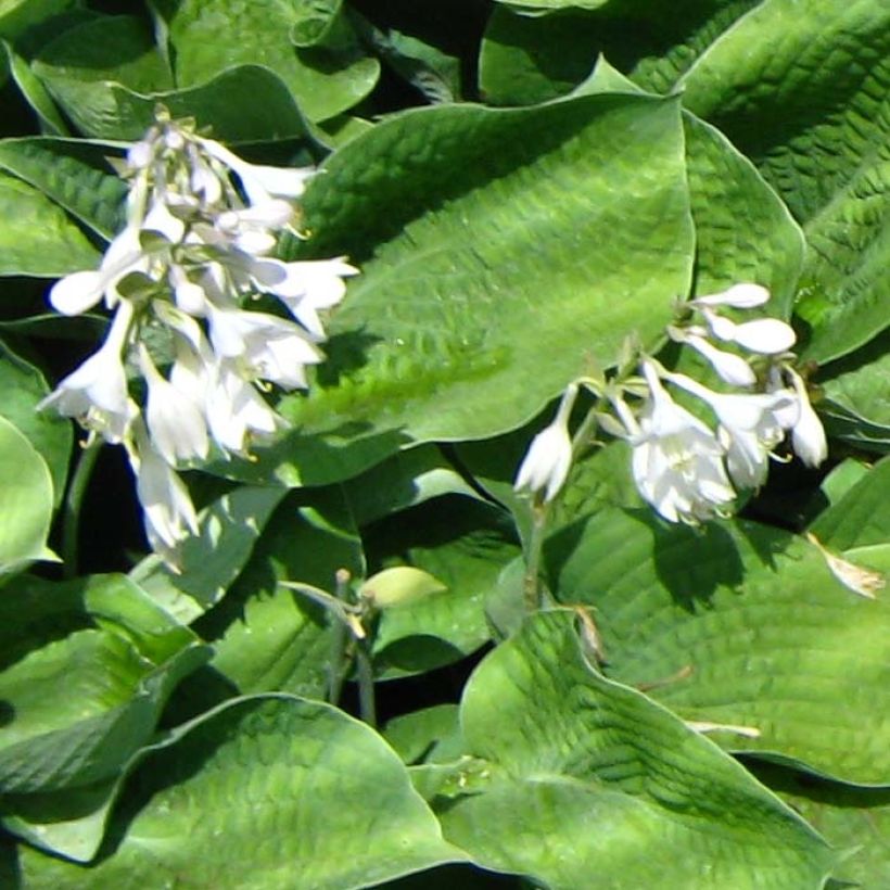 Hosta Big Mama (Fioritura)