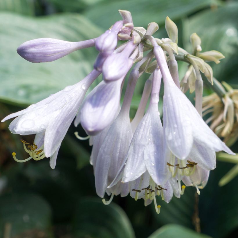 Hosta Hosta Blue Angel (Fioritura)