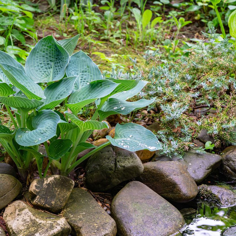 Hosta Hosta Blue Angel (Porto)