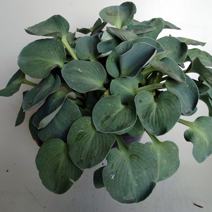 Hosta Blue Mouse Ears (Porto)