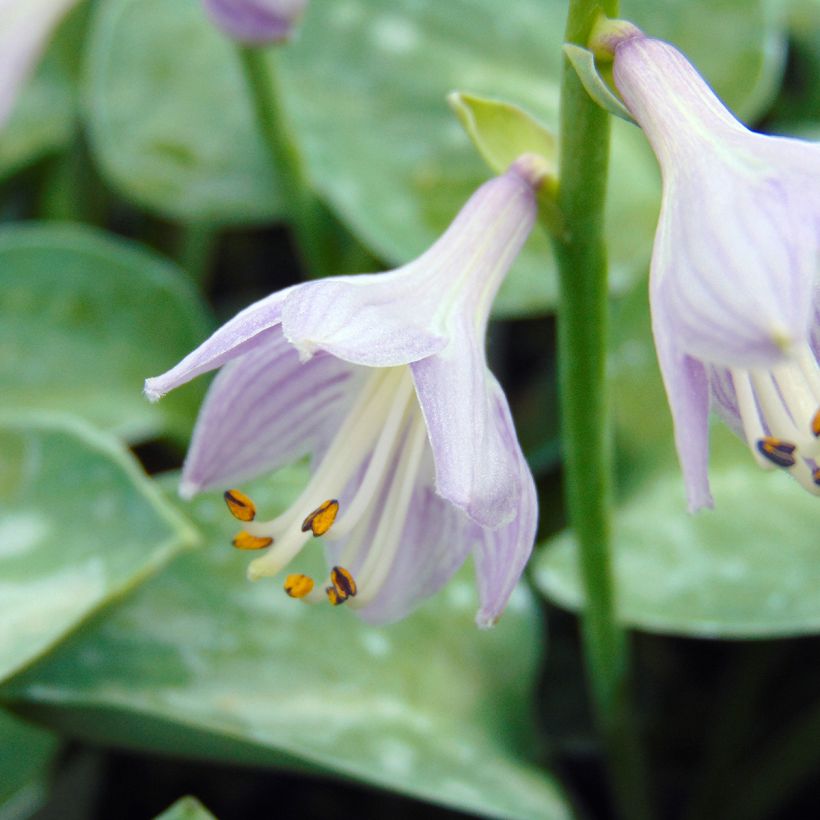 Hosta Blue Mouse Ears (Fioritura)