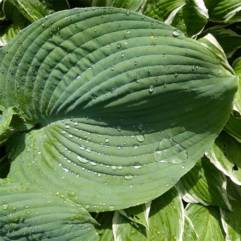 Hosta Blue Umbrellas (Fogliame)