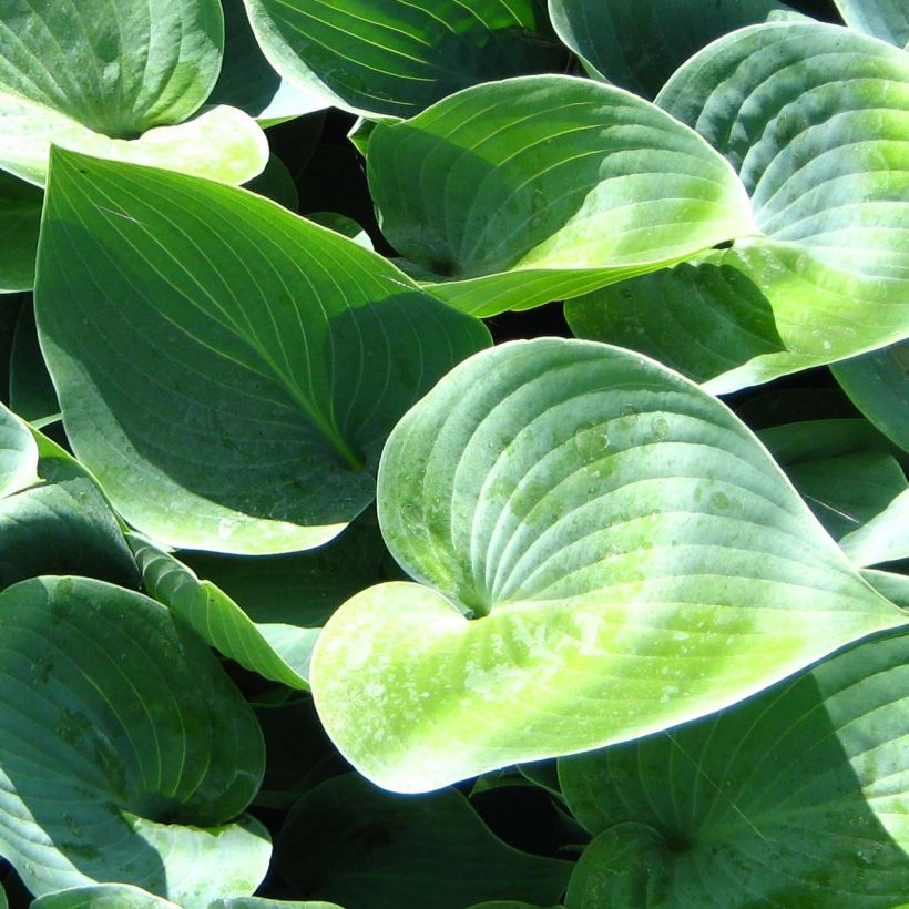 Hosta Canadian Blue (Fogliame)