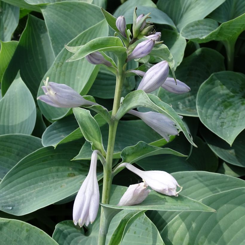 Hosta Canadian Blue (Fioritura)