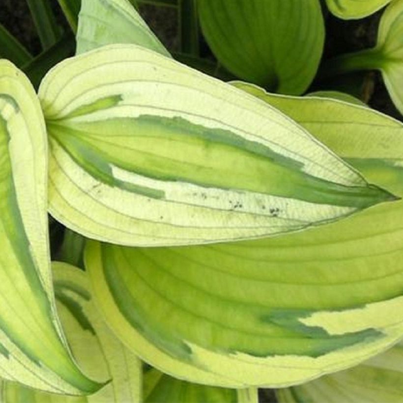 Hosta Captain’s Adventure (Fogliame)