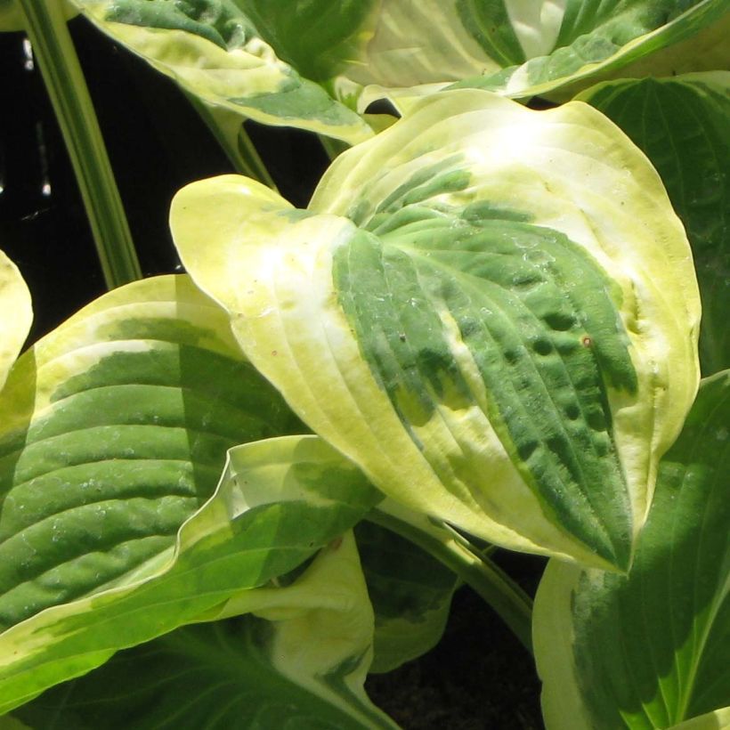 Hosta Carnival (Fogliame)