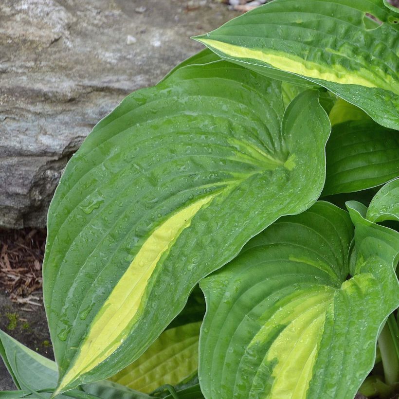 Hosta Center Of Attention (Fogliame)