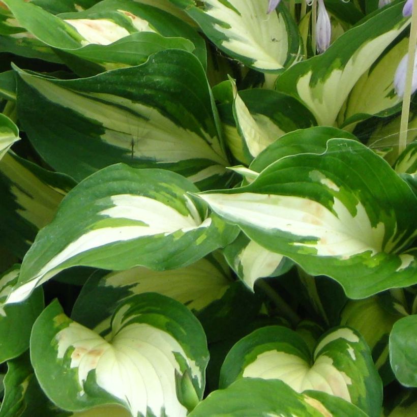 Hosta Christmas Candy (Fogliame)