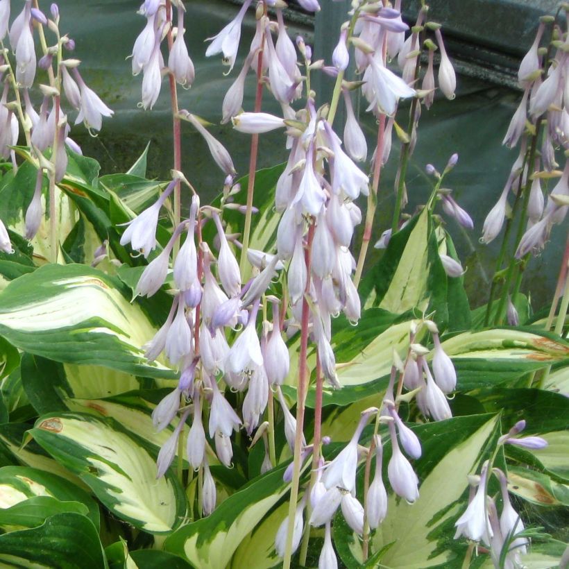 Hosta Christmas Candy (Fioritura)