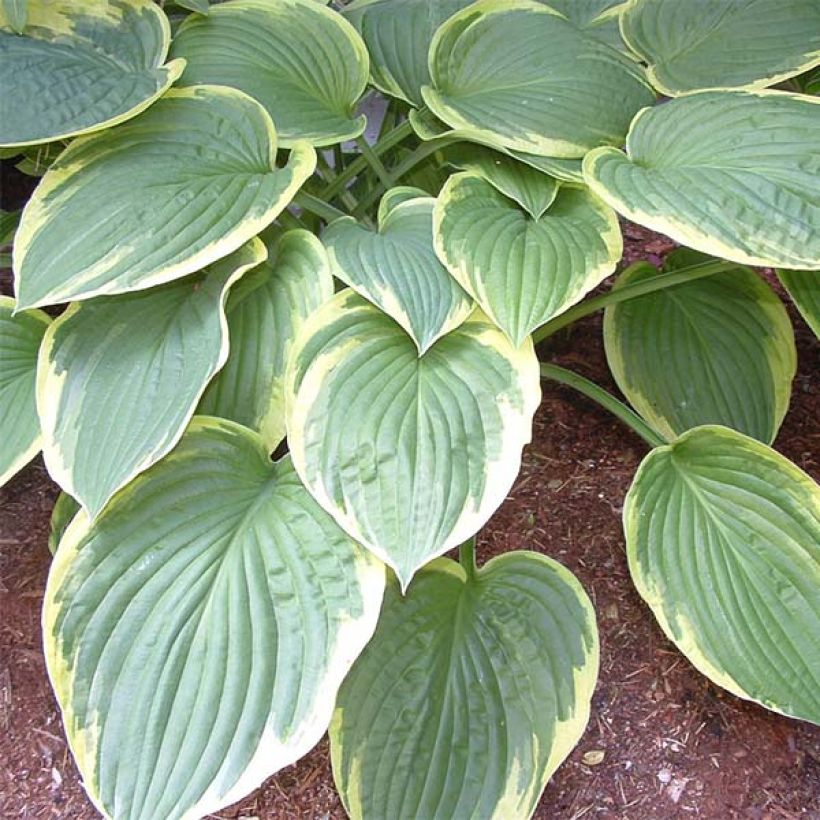 Hosta Christmas Tree (Fogliame)