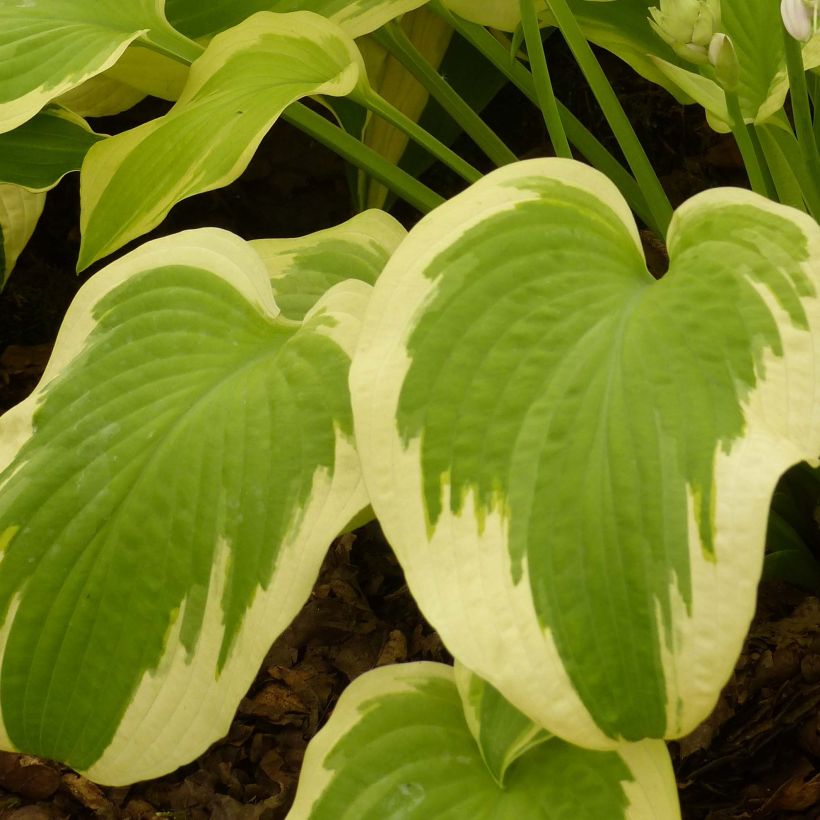 Hosta Delta Dawn (Fogliame)