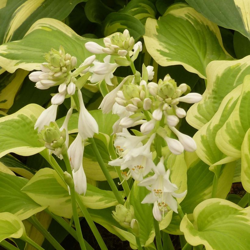 Hosta Delta Dawn (Fioritura)