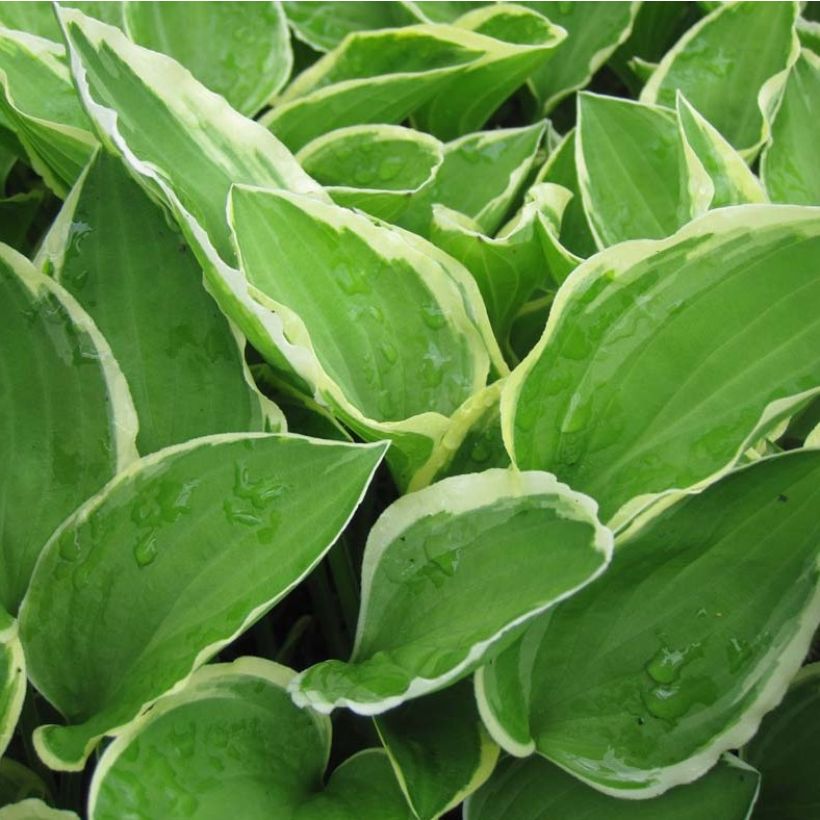 Hosta Diamond Tiara (Fogliame)