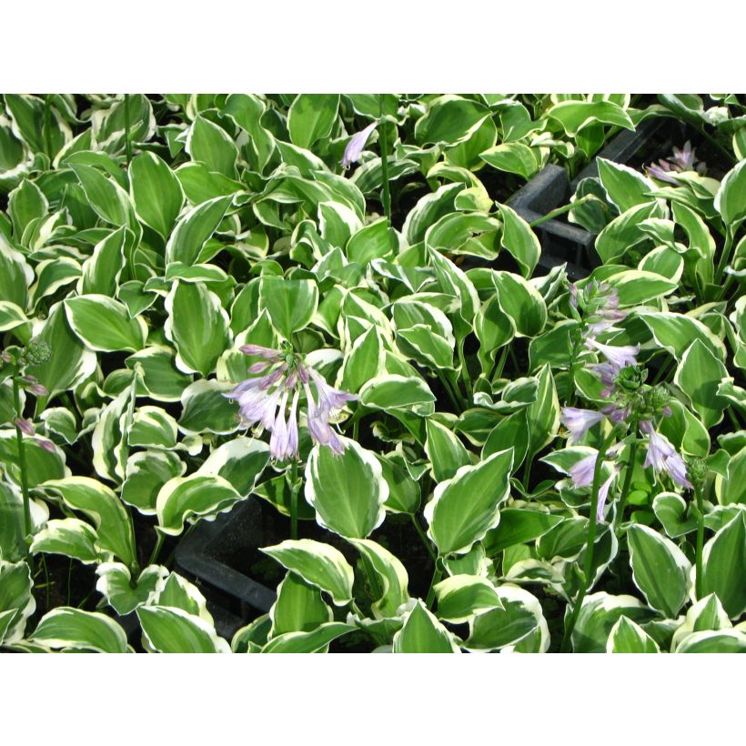 Hosta Diamond Tiara (Fioritura)