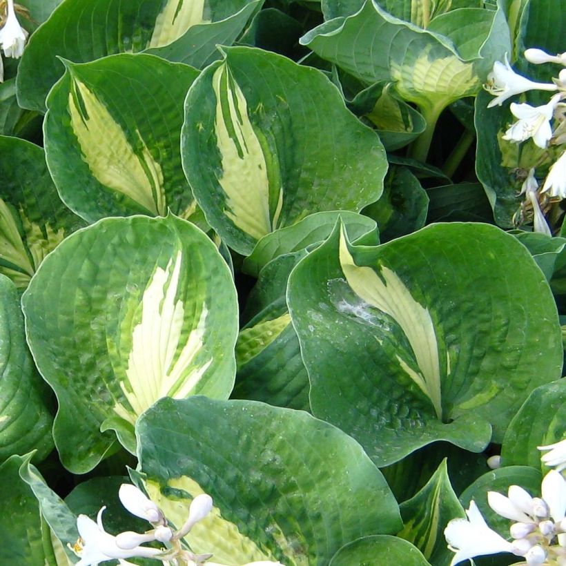 Hosta Dream Queen (Fogliame)