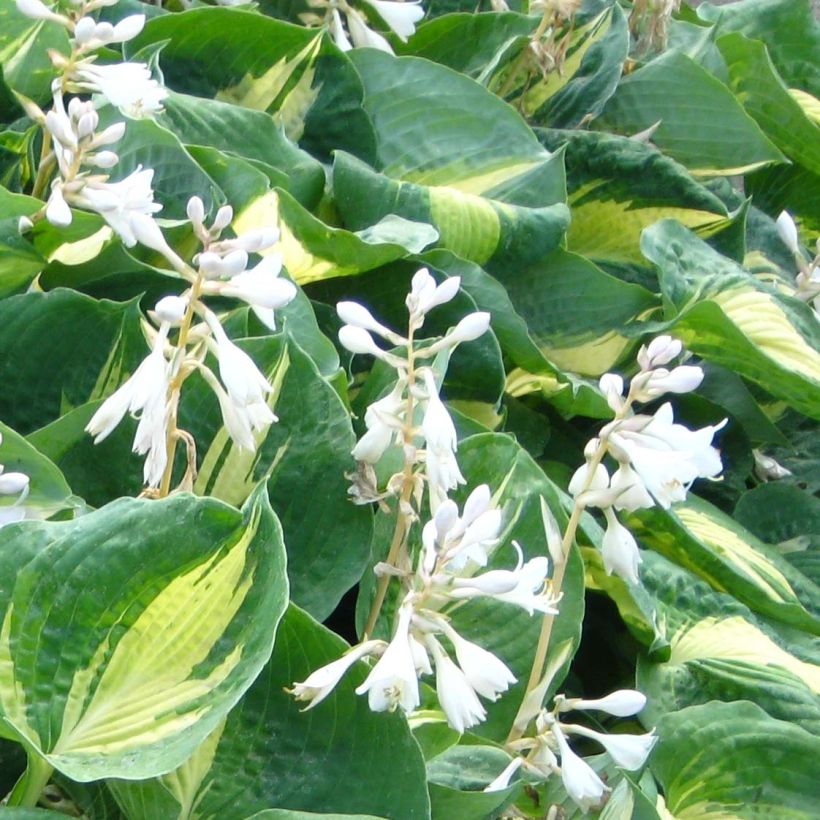 Hosta Dream Queen (Fioritura)