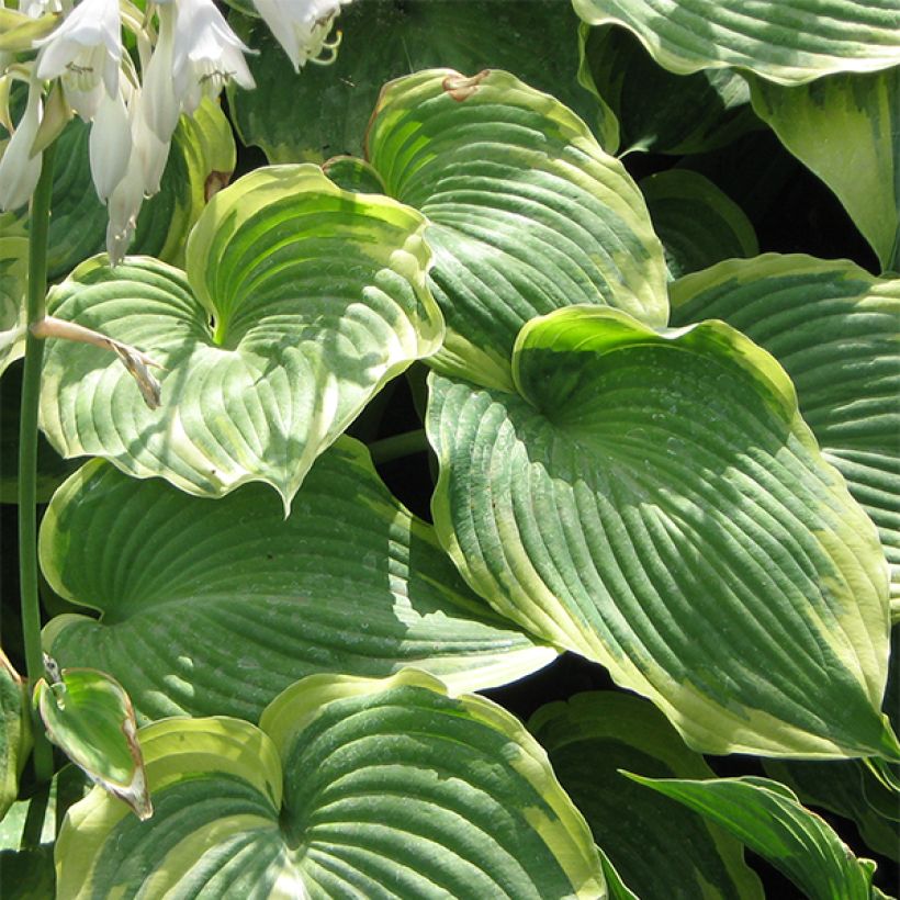 Hosta Earth Angel (Fogliame)