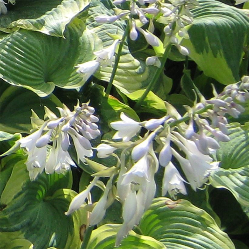 Hosta Earth Angel (Fioritura)