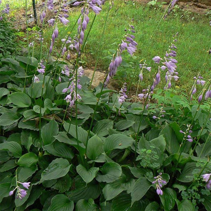 Hosta Elisabeth (Fogliame)