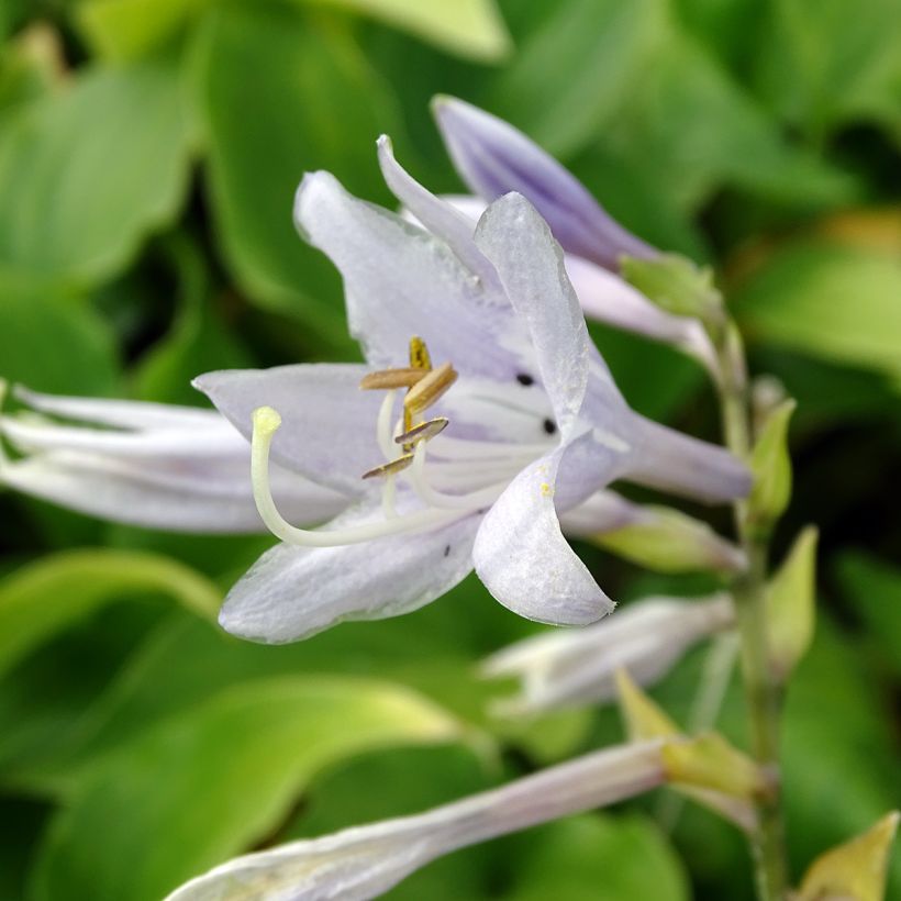 Hosta Elisabeth (Fioritura)