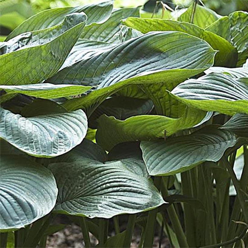 Hosta Empress Wu (Fogliame)