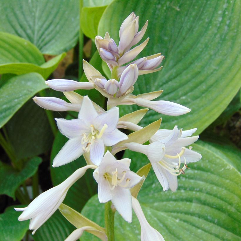 Hosta Empress Wu (Fioritura)